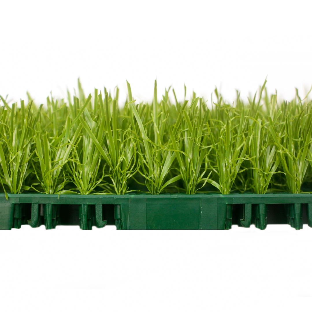 عشب يانغ يانغ المُجمّع TC-Y25150